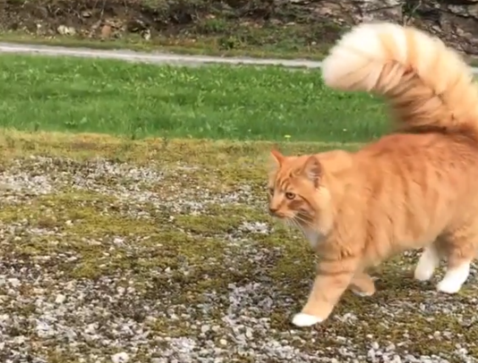 This Instafamous Cat Has The Fluffiest Tail We’ve Ever Seen!