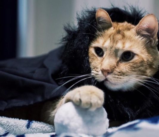 Turn Your Pet Into a Game of Thrones Character With These Artist’s Creations Game of Thrones