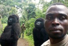 Photogenic Gorillas Take Selfies with Anti-Poaching Rangers