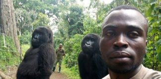 Photogenic Gorillas Take Selfies with Anti-Poaching Rangers