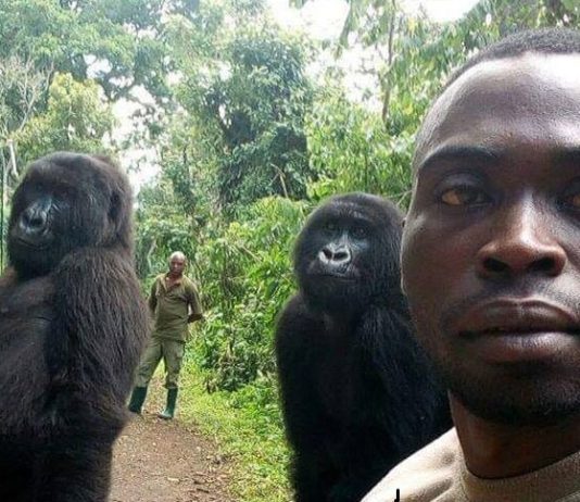 Photogenic Gorillas Take Selfies with Anti-Poaching Rangers