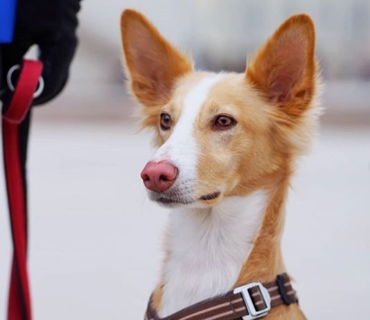 Couple Capture Cute Portraits of Dogs Strolling Lithuania