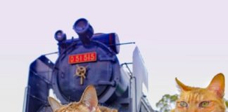 These Two Cats Are Traveling the World In A Backpack