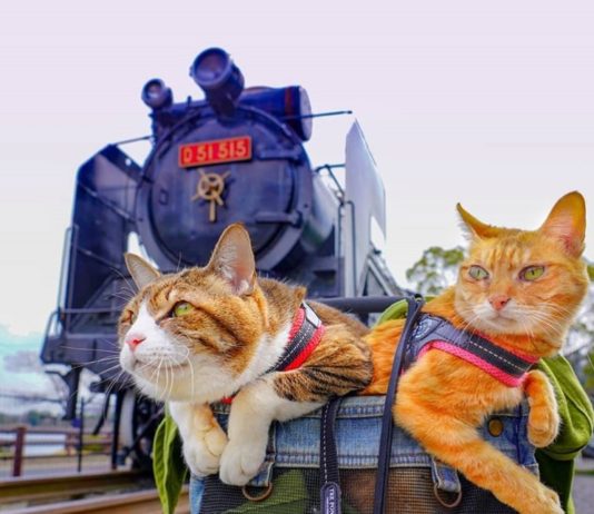 These Two Cats Are Traveling the World In A Backpack