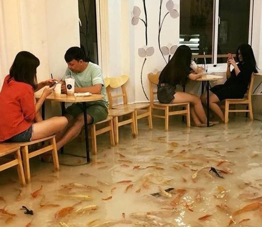 This Café Has a Floor Full Of Fish Swimming Around