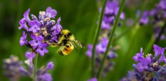 Bees Sleeping Inside a Flower is the Cutest Thing You’ll See Today