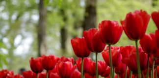 7 Million Flowers Bloom in Holland’s Largest Spring Garden