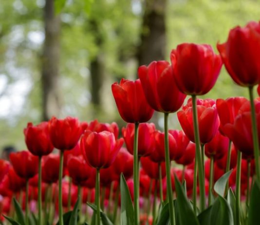 7 Million Flowers Bloom in Holland’s Largest Spring Garden