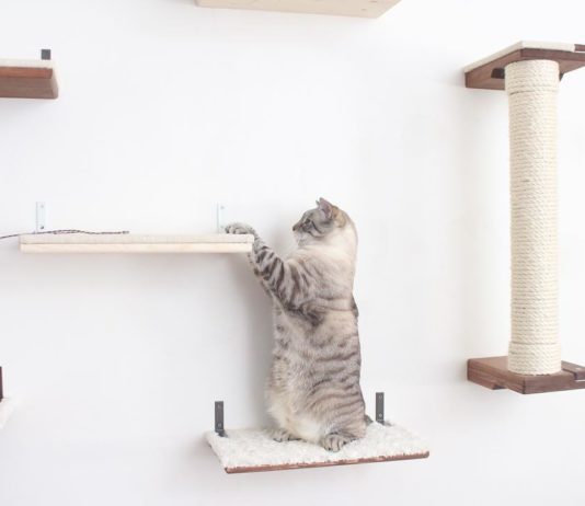 Minimalist Modular Systems Turn Walls into Feline Playgrounds