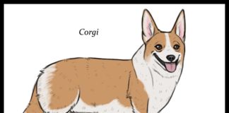 Artist Shows The Origins of “Unique” Dog Breeds