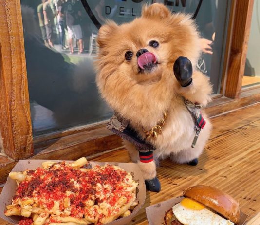 Chewie the Pomeranian is Our Latest Dog Crush on Instagram