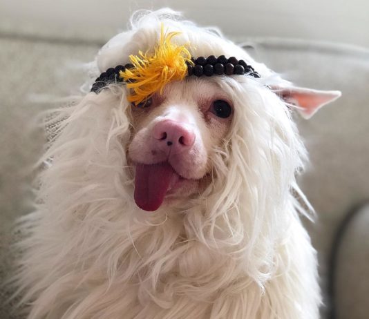 Meet Mrs. Flans, An Albino Rescue Dog You’ll Fall In Love With
