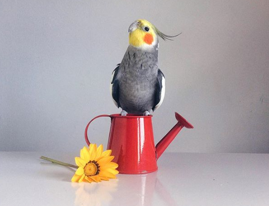 Meet Jack the Cockatiel, One of Instagram’s Most Adorable Pets