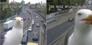 Meet London’s Favorite Traffic Reporters