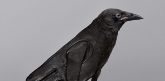 Jose Navarro Creates Surreal Hybrids of Animals and Objects