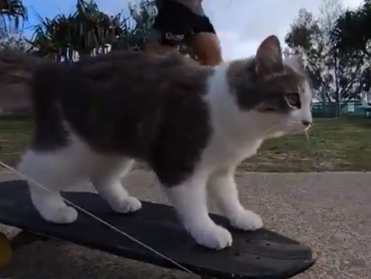 Cat Skates Like a Boss in Viral Video