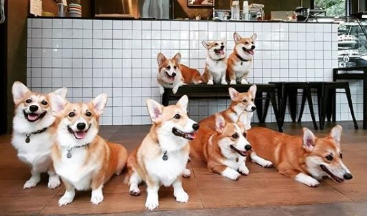 Coffee and Cute Corgis… Yes Please!