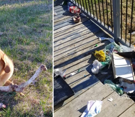 Bear Bribes Dog With Deer Bone to Gain Access to Owner’s Trash Jesse Jordan
