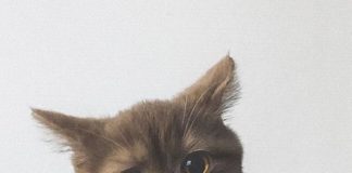 Meet Gringo, the Cat with a Mustache