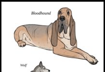 Illustrator Images the Origins of Unique Dog Breeds