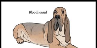 Illustrator Images the Origins of Unique Dog Breeds
