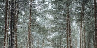 This Self-Taught Photographer Is Obsessed With Trees