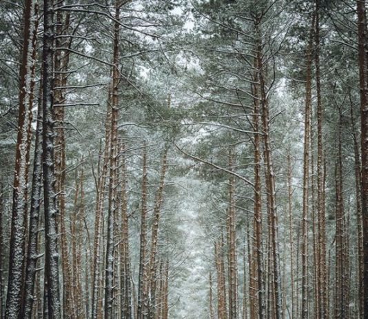 This Self-Taught Photographer Is Obsessed With Trees