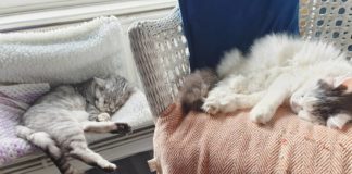 Couple Goes Viral for Adopting Special Rescue Cats