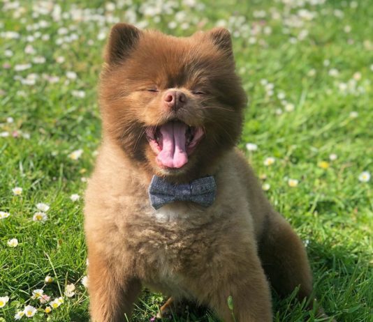 What’s Better Than a Pup with a Bow Tie? Nothing