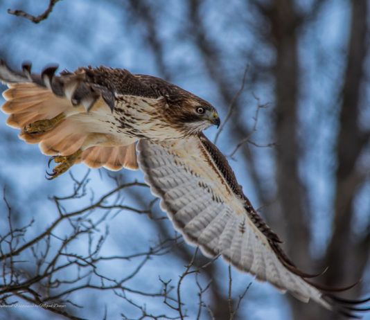 Amateur Photographer Captures Stunning Wildlife Photos