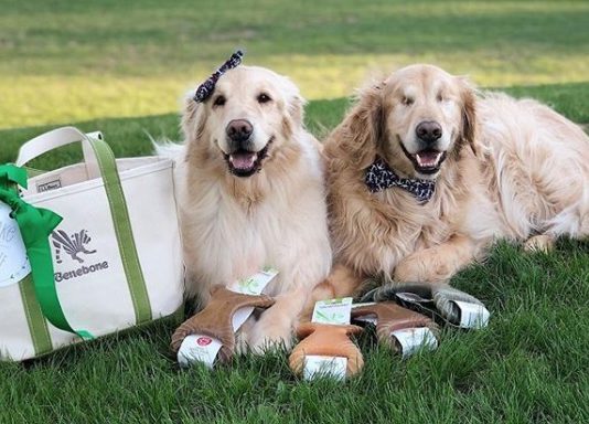 This Blind Golden Retriever And His Best Friend Will Melt Your Heart