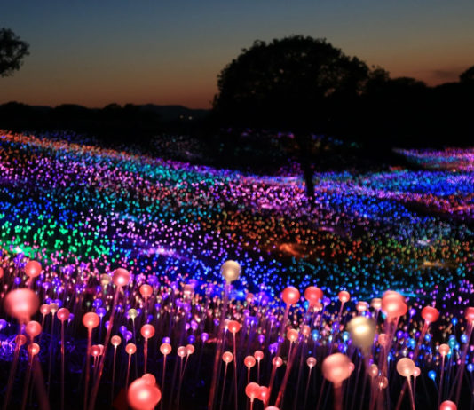 Bruce Munro Creates Incredible Solar Art