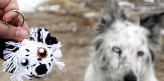 Creative Artist Creates Crocheted Versions of Dogs Crocheted Dogs