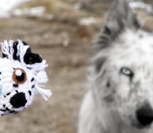 Creative Artist Creates Crocheted Versions of Dogs Crocheted Dogs