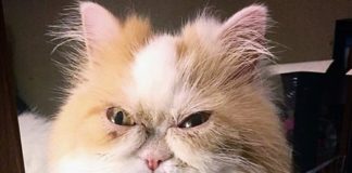 Persian Cat Named Louis Has Become The New Grumpy Cat