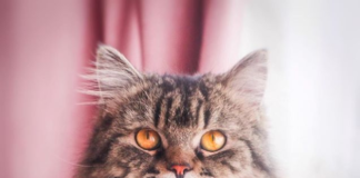 Leo and Smokey Are the Up-and-Coming Stars of Instagram