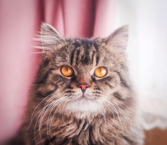 Leo and Smokey Are the Up-and-Coming Stars of Instagram