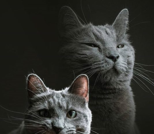 Owner Left Her Cat With a Friend Who Threw a Suprise Photoshoot