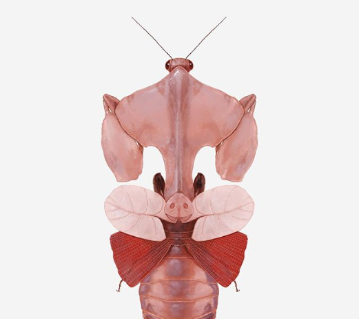 Artist Imagines Insects As Pop Cultural Characters