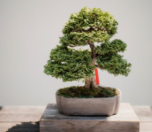 The Unspoken Beauty Of Bonsai Trees