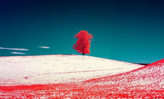 These Infrared Photos Are Unlike Anything You’ve Ever Seen Before