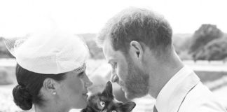 OwlKitty is In All the Hottest Films