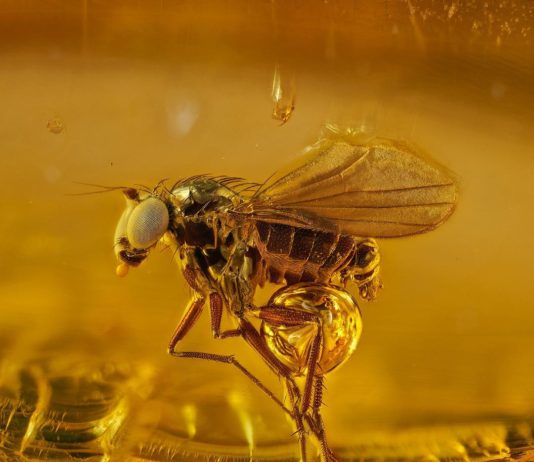 Levon Biss Zooms In on Insects and the Result is Stunning