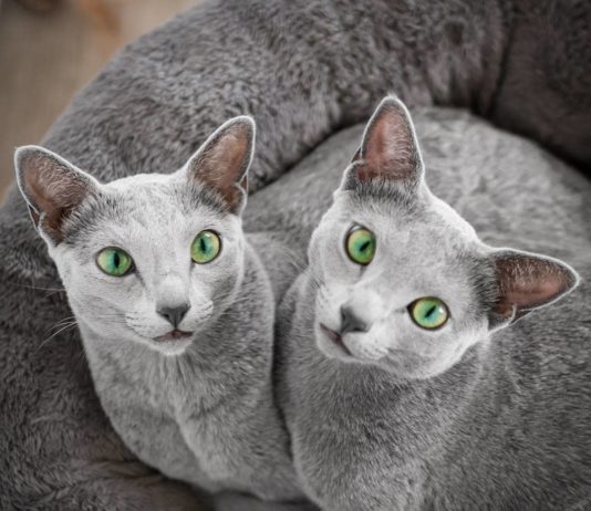 Meet Xafi and Auri – Two Russian Blue Cats With Captivating Green Eyes