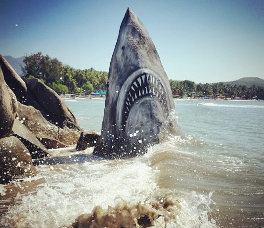 A Great White Shark That You Can Take Pictures With