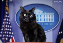 Animator Photoshops His Cat In Iconic Movie Scenes