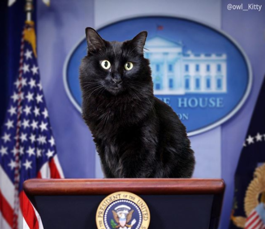 Animator Photoshops His Cat In Iconic Movie Scenes