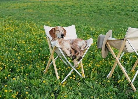 A Photographer Travels With His Dog and Captures Inspiring Moments