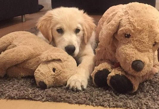 This Cute Golden Retriever is Inseparable From His Favorite Stuffed Toy