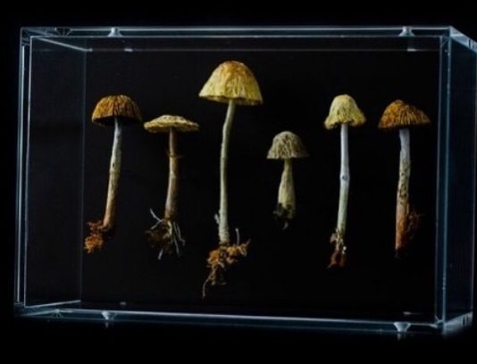 Take a Closer Look: These Mushroom Sculptures Are Made of Stitch